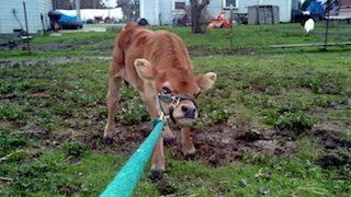 halter, calf, train