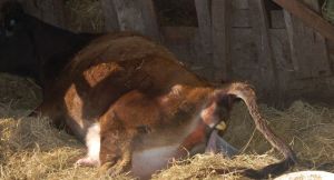 a hoof, at the birth canal