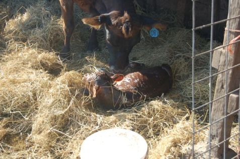 the calf begins to move!