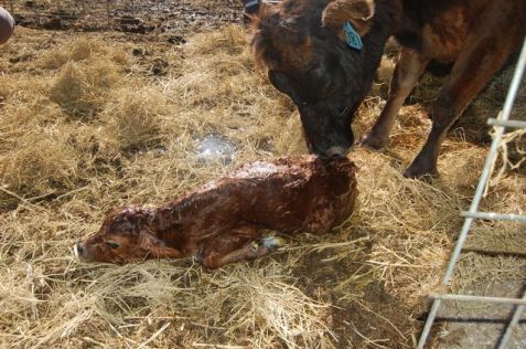 The sun & mom are drying/cleaning the calf