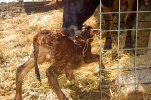 almost up on all four feet