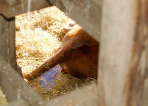 white filmy membrane, bag of waters broken