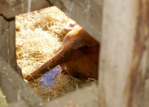 white filmy membrane, bag of waters broken