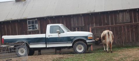 Bessie watching out for Chocolate