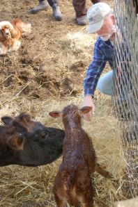 Calf checking out Jim