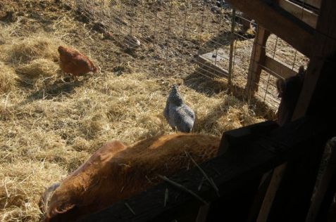 laboring & the chickens stop by for a visit!