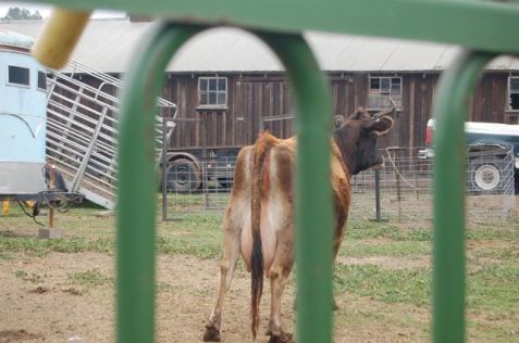 our Old World Jersey in labor, pacing around