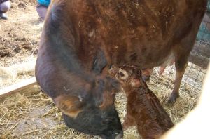 Calf looking for the teat