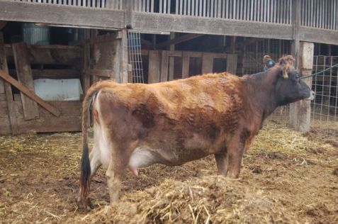 Paddock where Chocolate settled