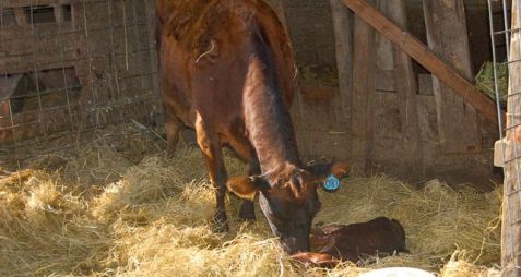 stimulating by licking