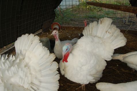 pastued midget white turkeys