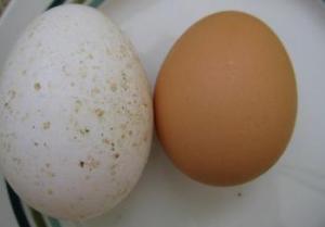 Midget White Turkey Egg