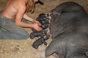 six piglets getting the colostrum, after birth