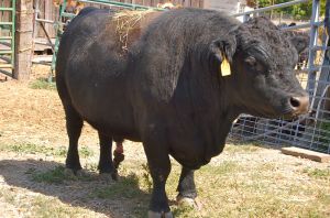 Lowline Bull, Herd Sire