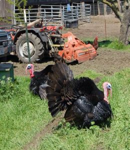 Such show-off, our tom turkeys