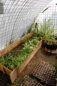 Inside a hog panel greenhouse