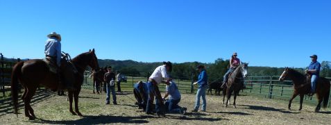 bringing a calf down
