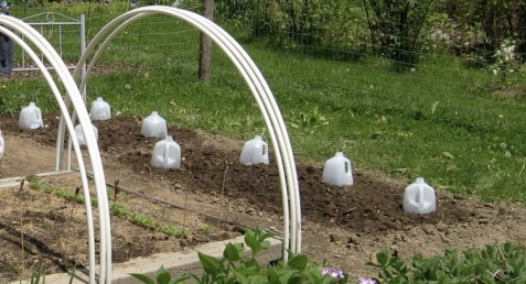 mini greenhouse - Milk Jugs