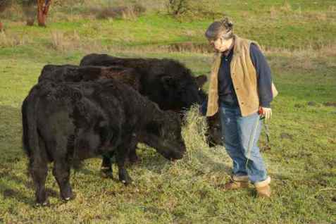 Working with the grass-fed beef