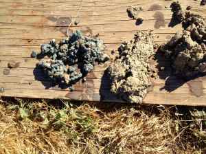 Clay ~ blue, white, beige